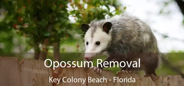 Opossum Removal Key Colony Beach - Florida