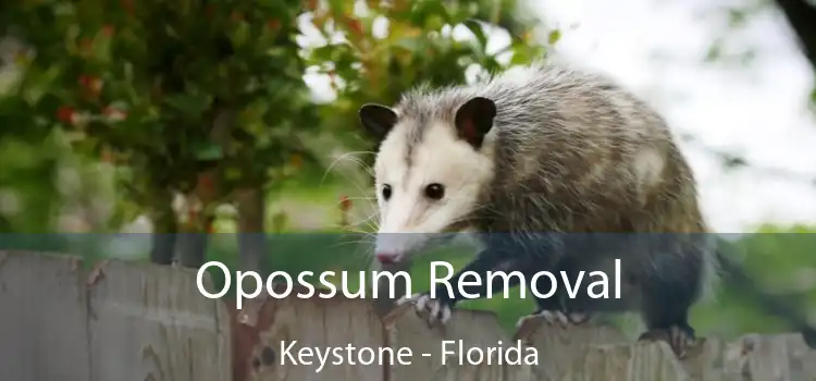 Opossum Removal Keystone - Florida