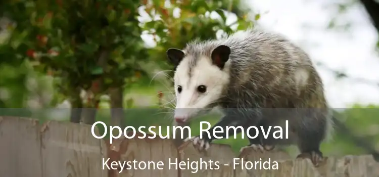 Opossum Removal Keystone Heights - Florida