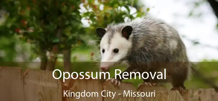 Opossum Removal Kingdom City - Missouri