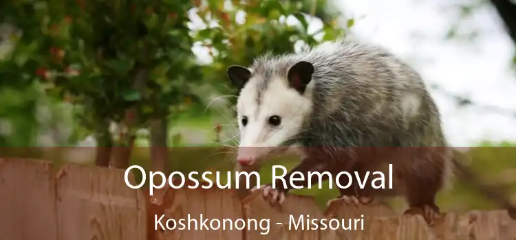 Opossum Removal Koshkonong - Missouri