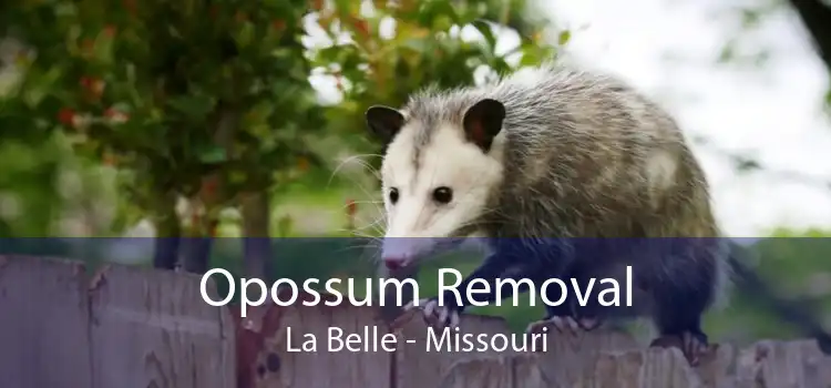 Opossum Removal La Belle - Missouri