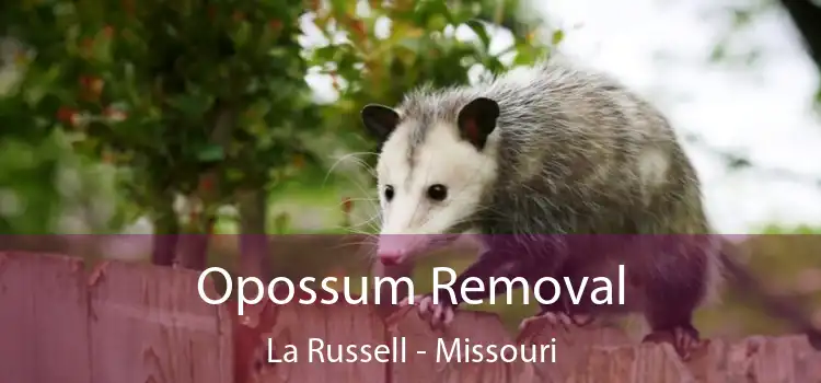 Opossum Removal La Russell - Missouri