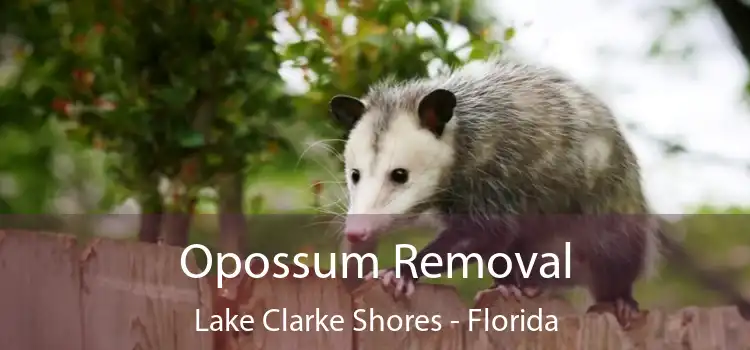 Opossum Removal Lake Clarke Shores - Florida