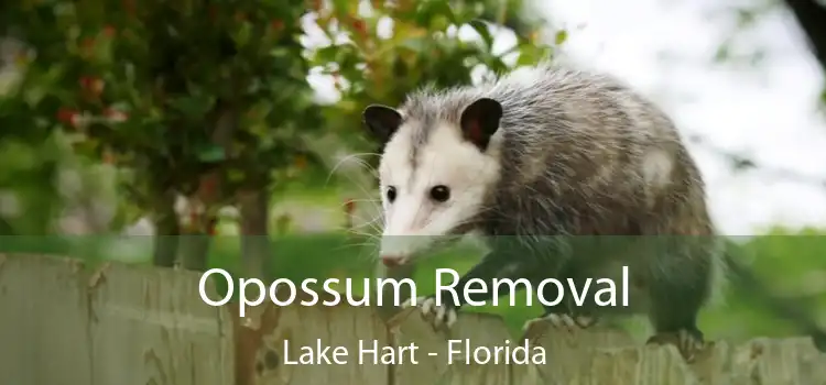 Opossum Removal Lake Hart - Florida