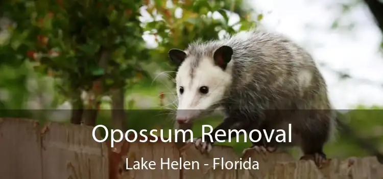 Opossum Removal Lake Helen - Florida