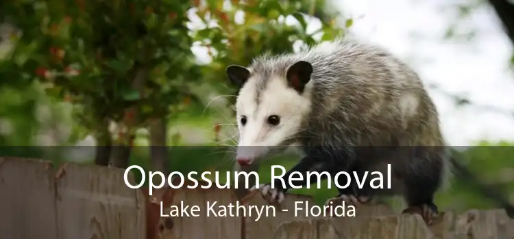 Opossum Removal Lake Kathryn - Florida