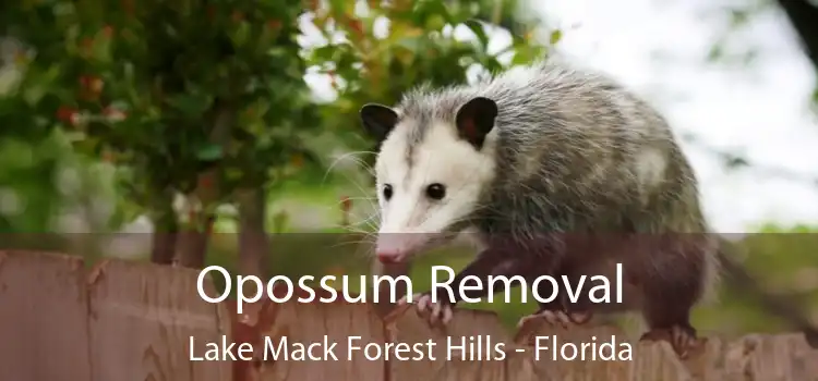 Opossum Removal Lake Mack Forest Hills - Florida