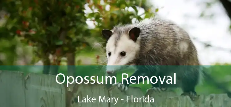 Opossum Removal Lake Mary - Florida