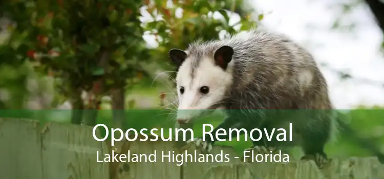 Opossum Removal Lakeland Highlands - Florida