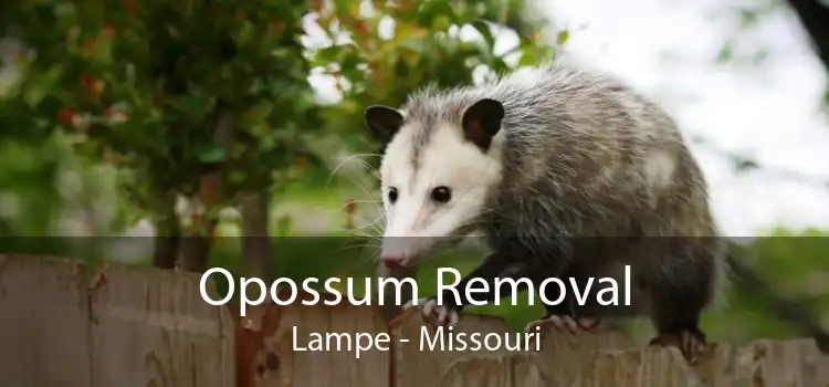 Opossum Removal Lampe - Missouri