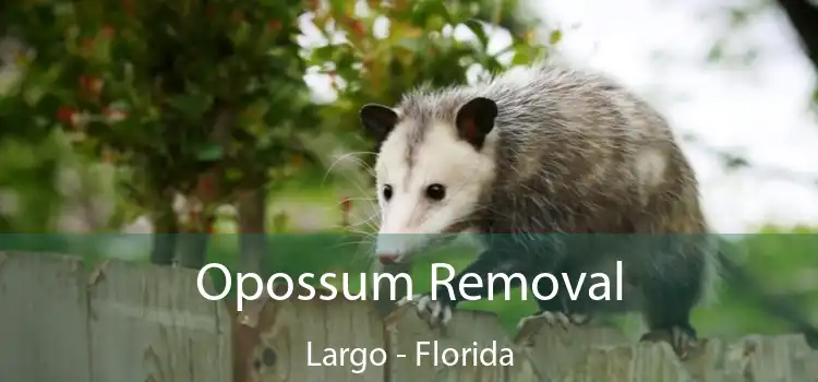 Opossum Removal Largo - Florida