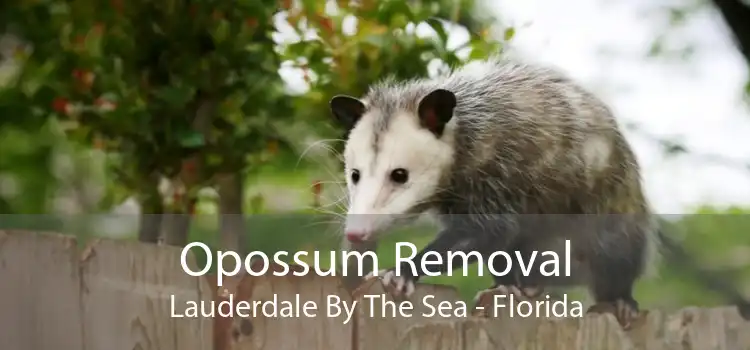 Opossum Removal Lauderdale By The Sea - Florida