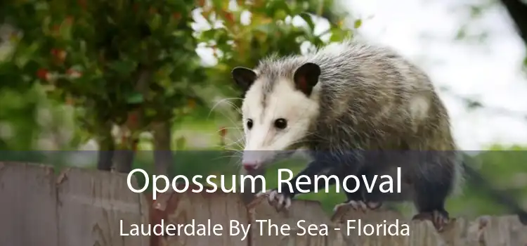 Opossum Removal Lauderdale By The Sea - Florida