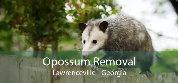 Opossum Removal Lawrenceville - Georgia