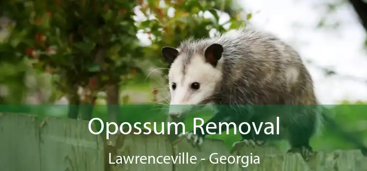 Opossum Removal Lawrenceville - Georgia