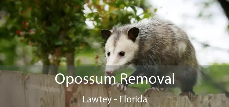 Opossum Removal Lawtey - Florida