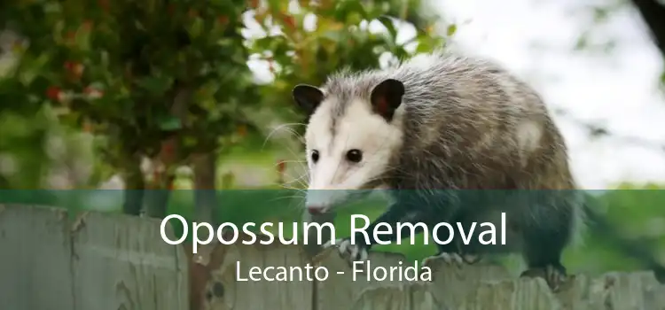 Opossum Removal Lecanto - Florida