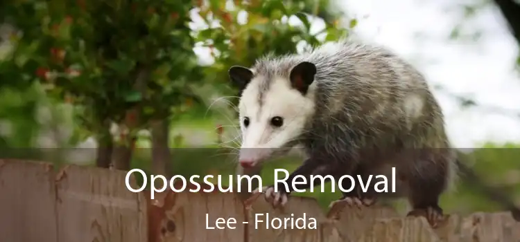 Opossum Removal Lee - Florida