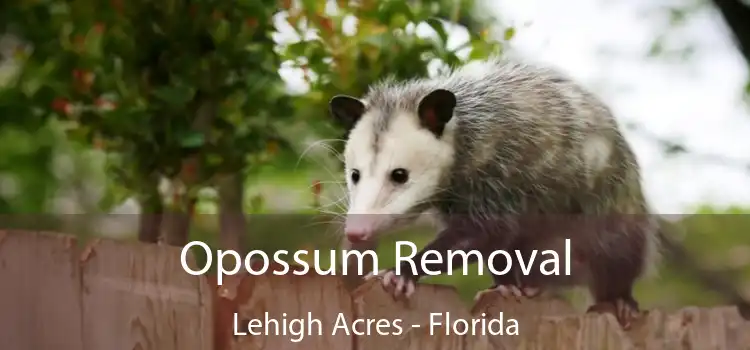 Opossum Removal Lehigh Acres - Florida