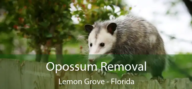 Opossum Removal Lemon Grove - Florida