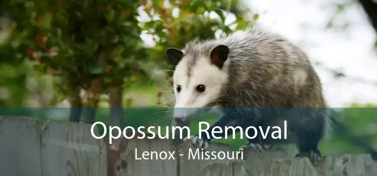 Opossum Removal Lenox - Missouri
