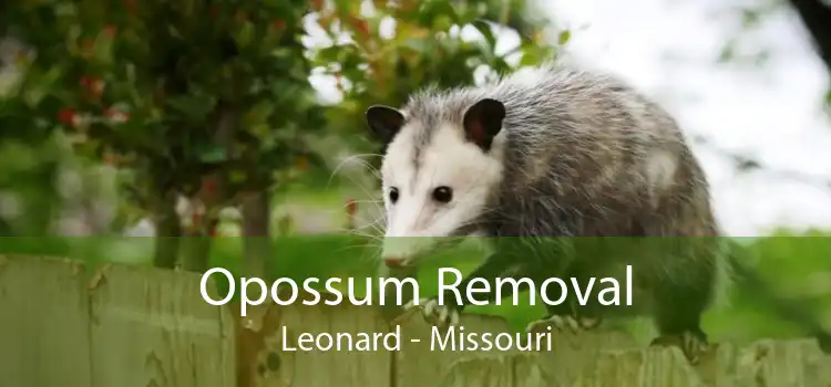 Opossum Removal Leonard - Missouri