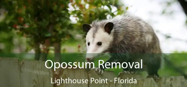 Opossum Removal Lighthouse Point - Florida