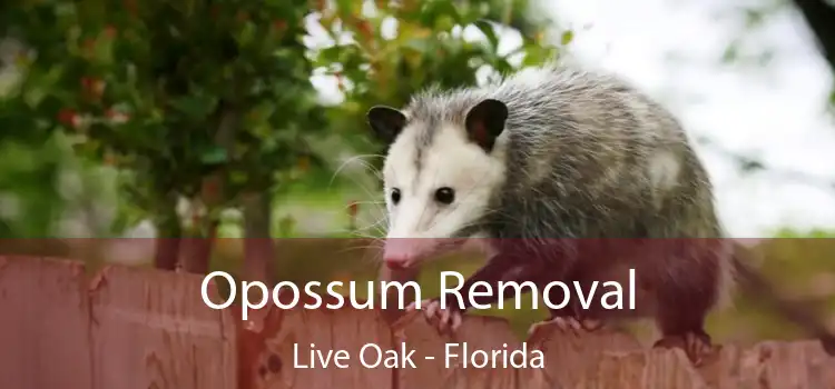 Opossum Removal Live Oak - Florida