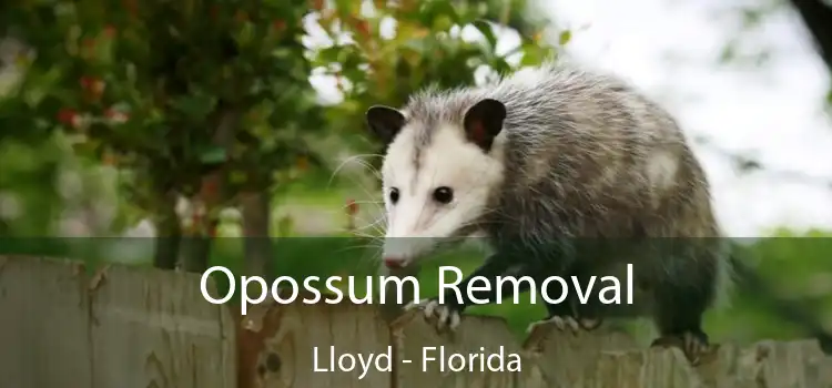 Opossum Removal Lloyd - Florida