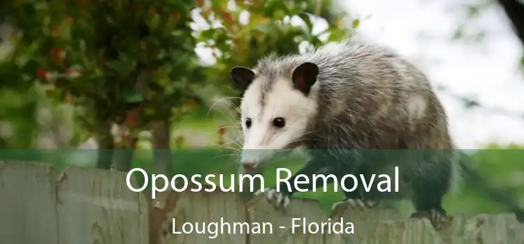 Opossum Removal Loughman - Florida