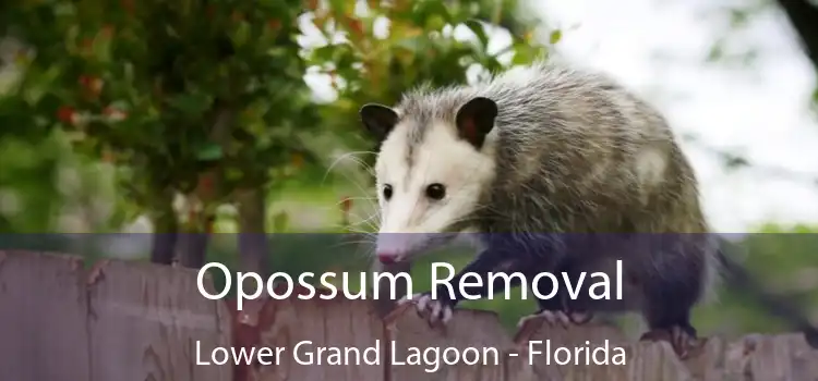 Opossum Removal Lower Grand Lagoon - Florida