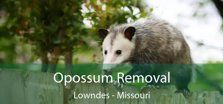 Opossum Removal Lowndes - Missouri