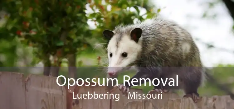 Opossum Removal Luebbering - Missouri