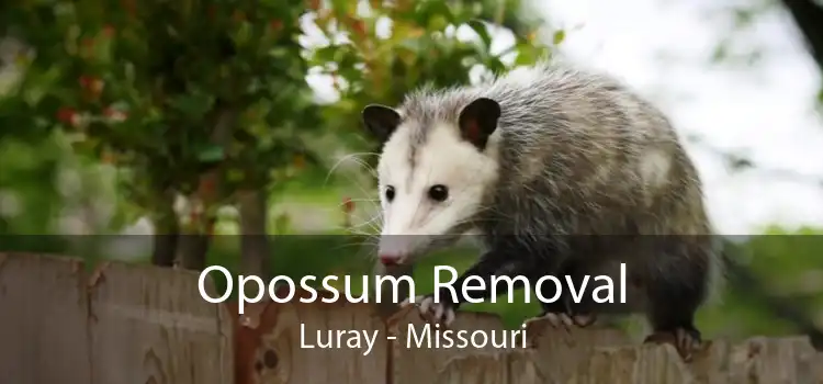 Opossum Removal Luray - Missouri