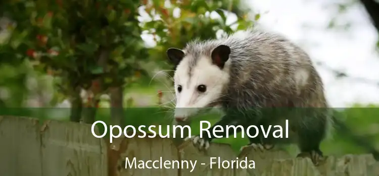 Opossum Removal Macclenny - Florida