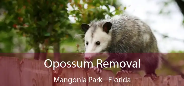 Opossum Removal Mangonia Park - Florida