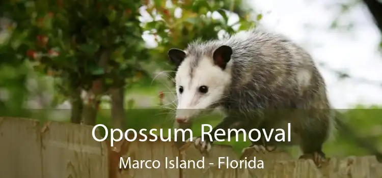 Opossum Removal Marco Island - Florida