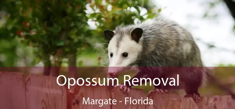 Opossum Removal Margate - Florida