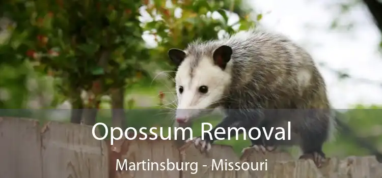 Opossum Removal Martinsburg - Missouri