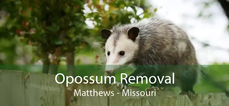 Opossum Removal Matthews - Missouri