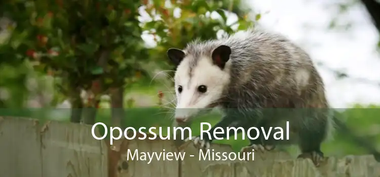 Opossum Removal Mayview - Missouri