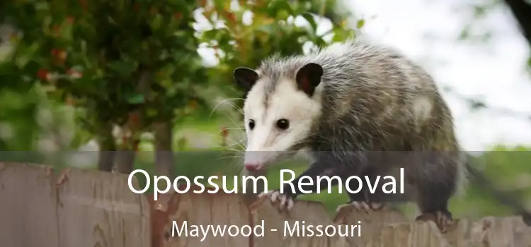 Opossum Removal Maywood - Missouri