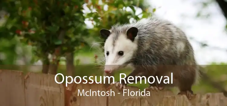 Opossum Removal McIntosh - Florida