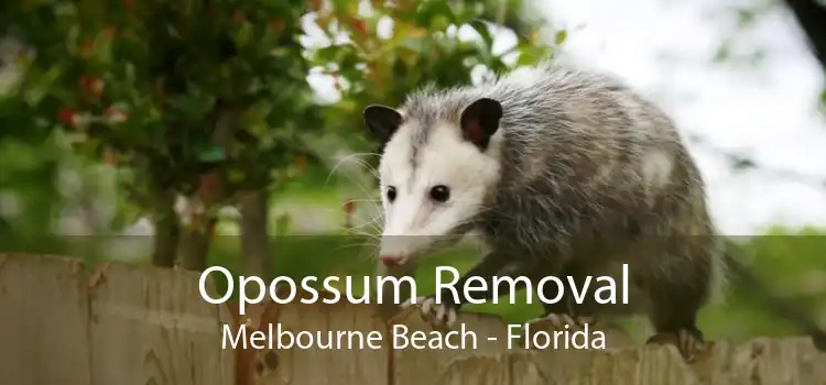 Opossum Removal Melbourne Beach - Florida