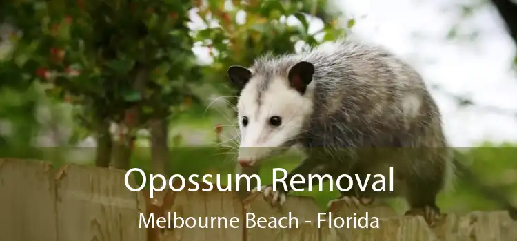 Opossum Removal Melbourne Beach - Florida