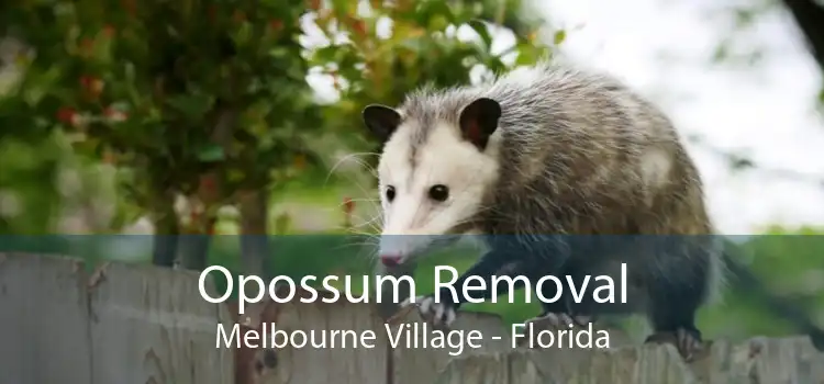 Opossum Removal Melbourne Village - Florida