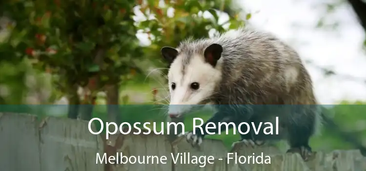 Opossum Removal Melbourne Village - Florida