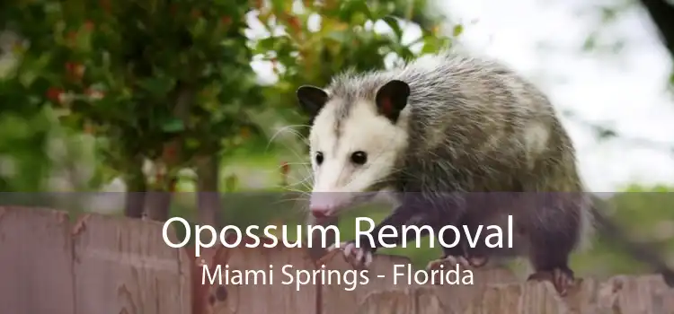 Opossum Removal Miami Springs - Florida