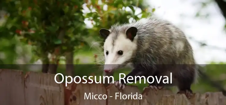 Opossum Removal Micco - Florida